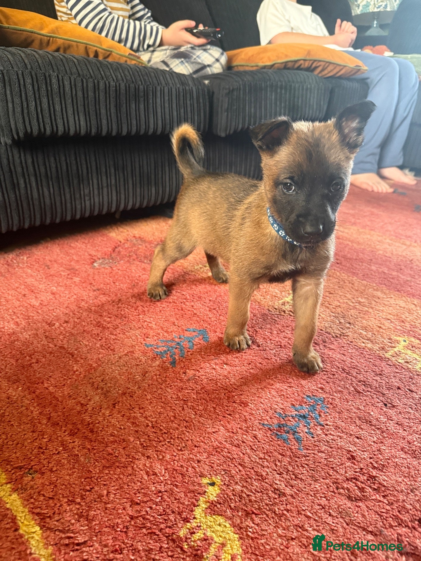 Belgian Shepherd Dog dogs for sale: Belgian shepherd puppies  - Advert 8