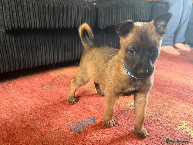 Belgian Shepherd Dog dogs for sale: Belgian shepherd puppies - Advert 8