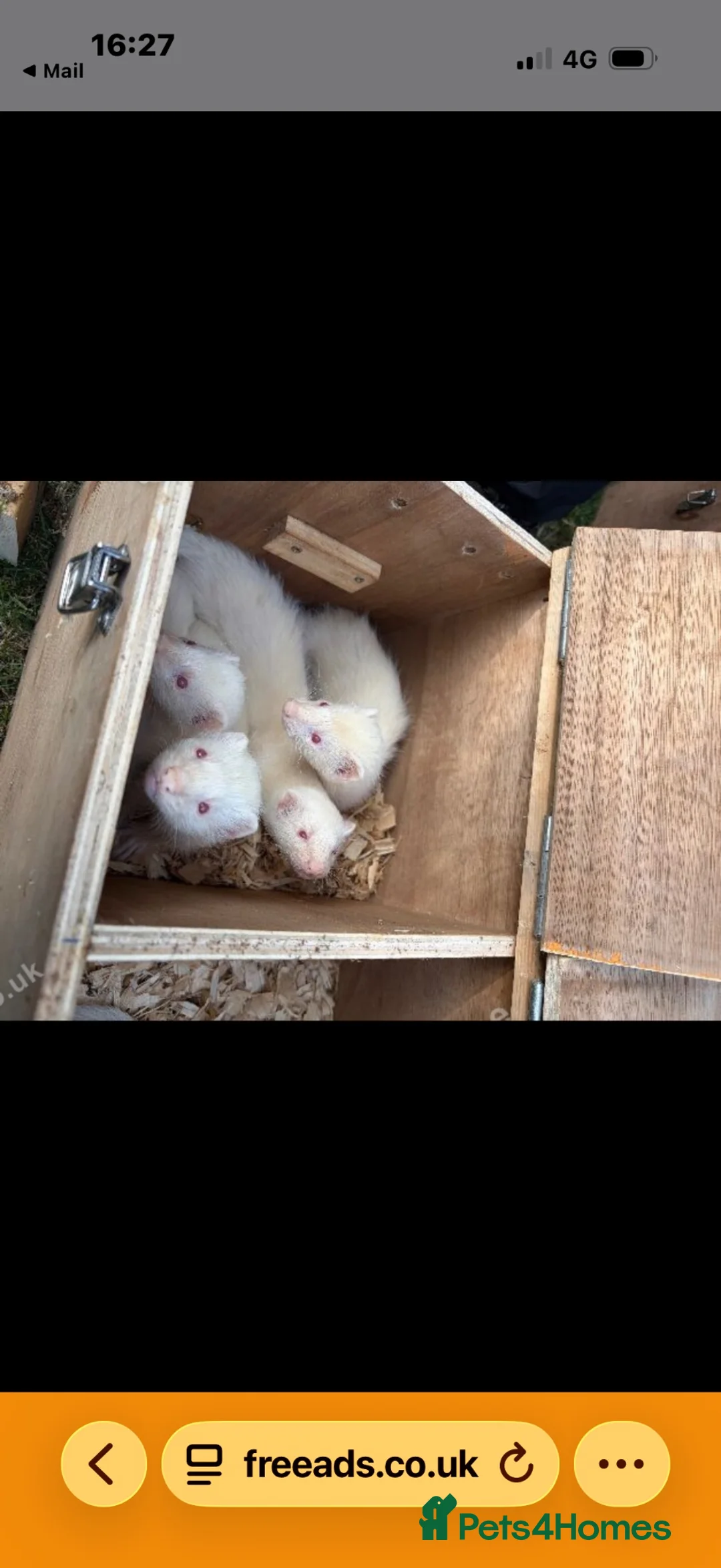 Ferret rodents for sale: White ferrets - ready to go in Wells - Advert 1