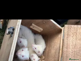 Ferret rodents White ferrets - ready to go - Advert 1