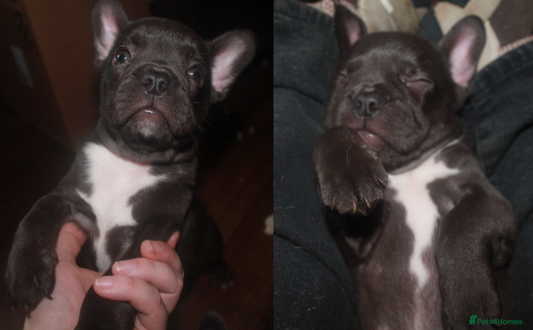 French Bulldog dogs - Advert 13