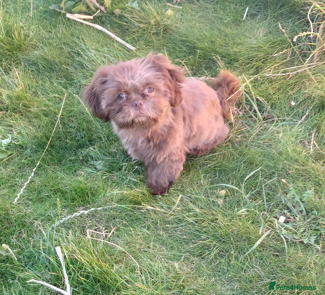 Shih Tzu dogs for stud: Imperial shitz for stud - Advert 7