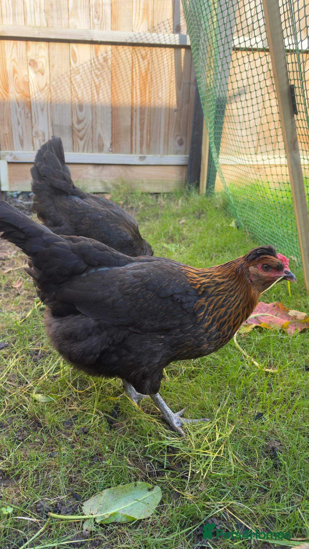 Mixed Breed poultry for sale: Chickens - Advert 1