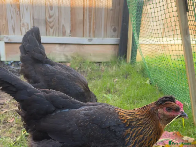 Mixed Breed poultry for sale: Chickens - Advert 1