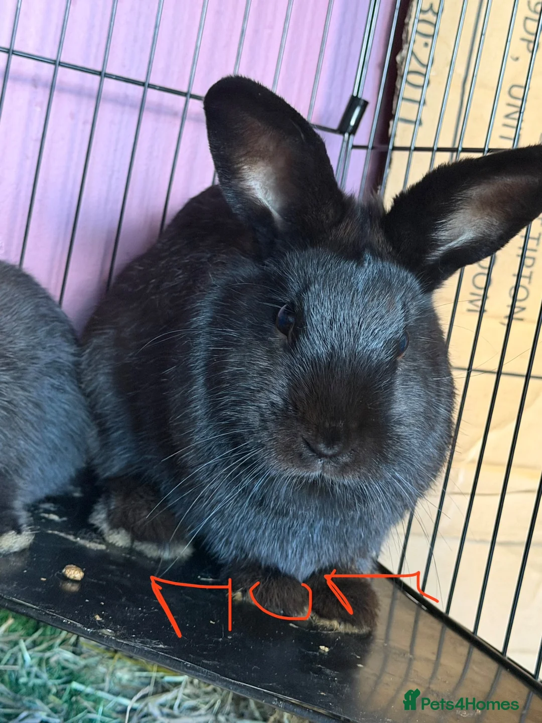 Mixed Breed rabbits for sale: Bunnies for sale  - Advert 2