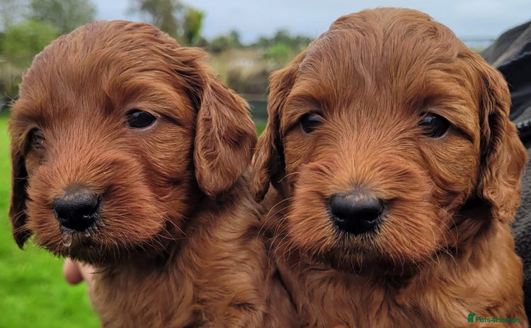 Labradoodle dogs - Advert 4