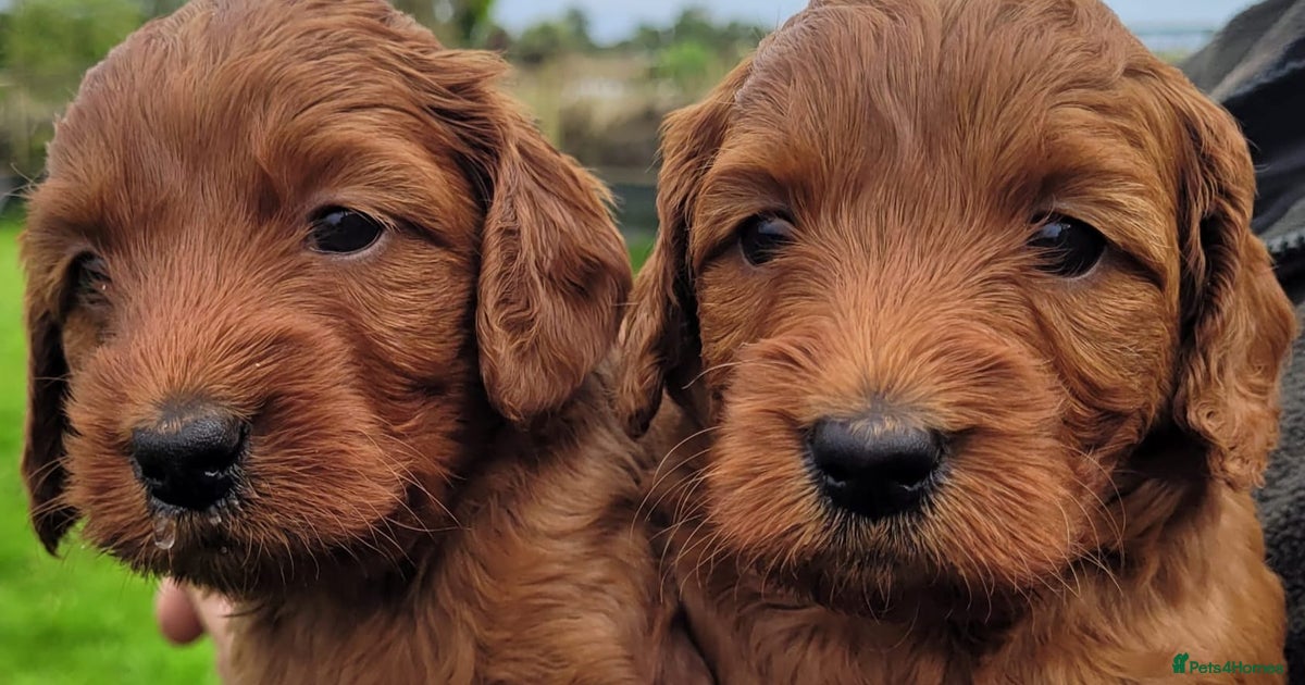 Miniature dark fox red labradoodles for sale in Alnwick Pets4Homes