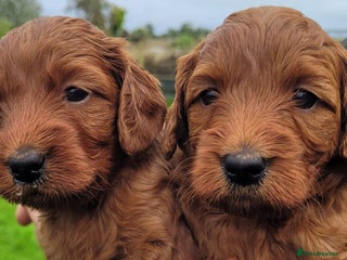 Labradoodle dogs - Advert 30