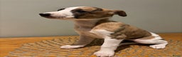 Whippet dogs for sale: Stunning whippet Puppies  - Advert 3