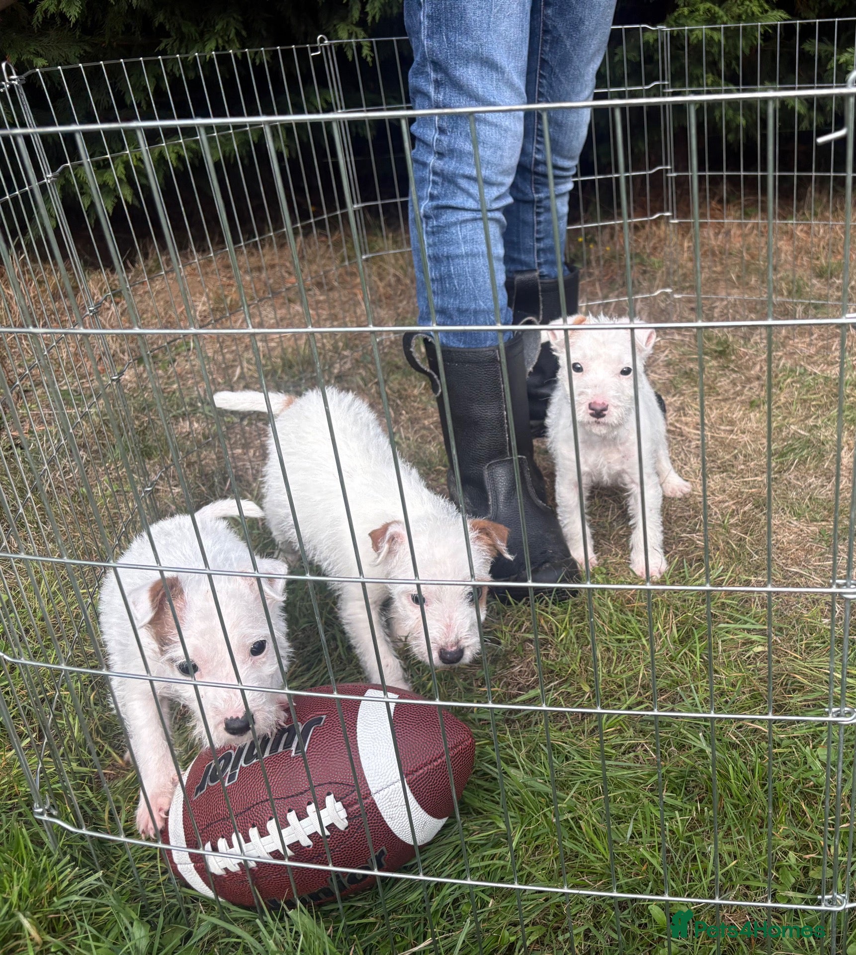 Parson Russell dogs Quality bred parson terrier pups  - Advert 1