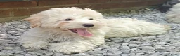 Maltipoo dogs for sale: F1 Maltipoo Puppies For Sale  - Advert 6