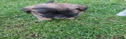 Mixed Breed dogs for sale: Long haired chihuahua x Bichon Frise  - Advert 9