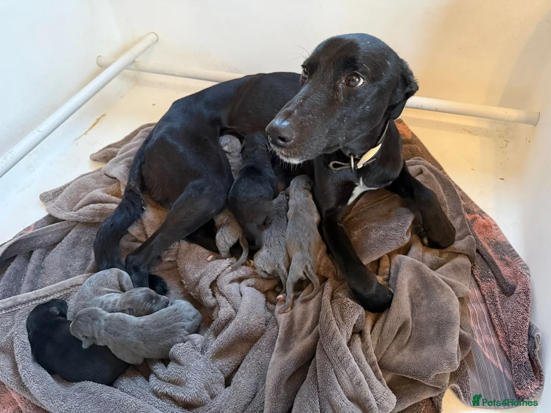 Lurcher dogs for sale: Bedlington lurcher whippets - Advert 2