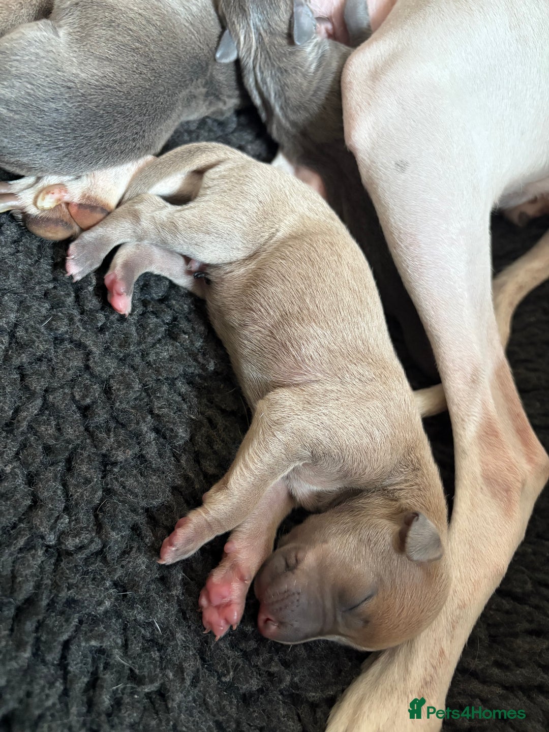 Italian Greyhound dogs for sale: 7/8 Italian Greyhound, 1/8 Whippet Puppies - Image 14