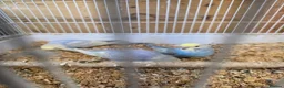 Budgerigars birds for sale: Gorgeous Baby Budgies  - Advert 9
