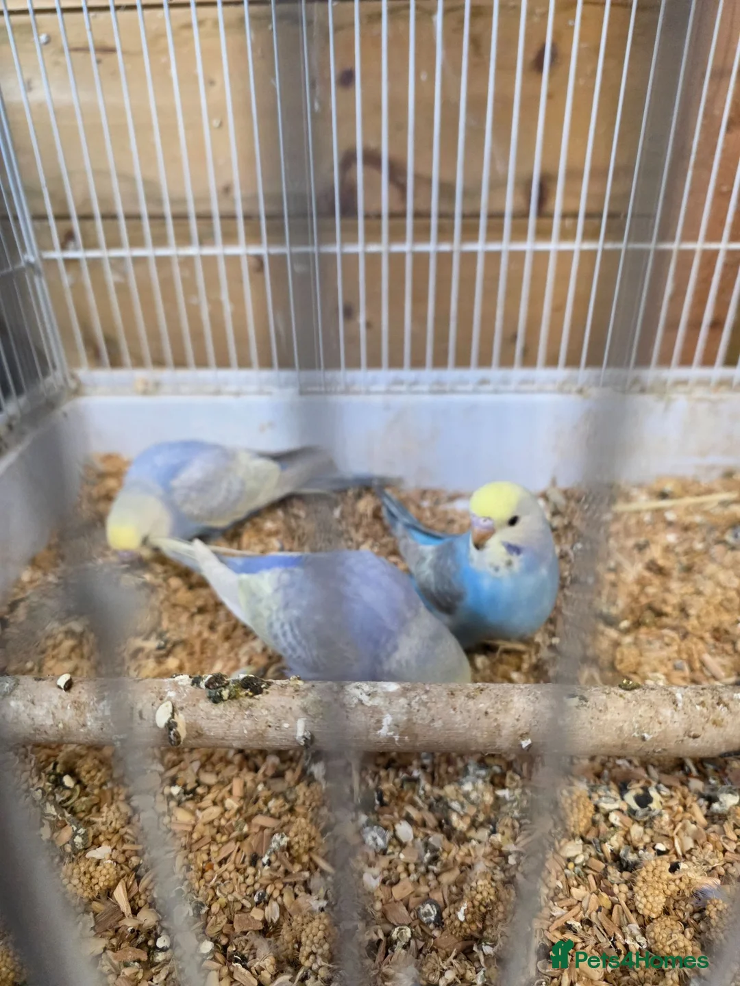 Budgerigars birds for sale: Gorgeous Baby Budgies  - Advert 9