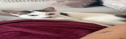 Domestic Shorthair cats for sale: Two 4 month male kittens  - Advert 9