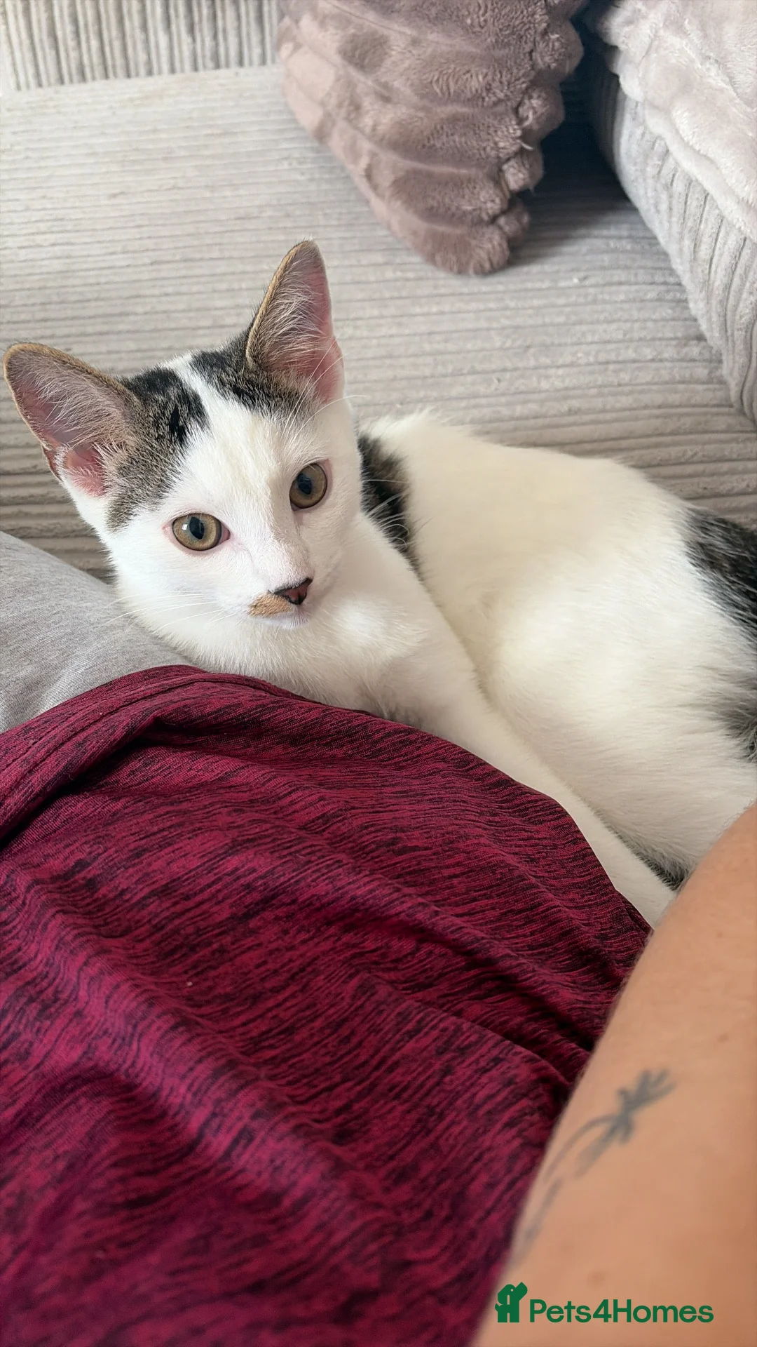 Domestic Shorthair cats for sale: Two 4 month male kittens  - Advert 9