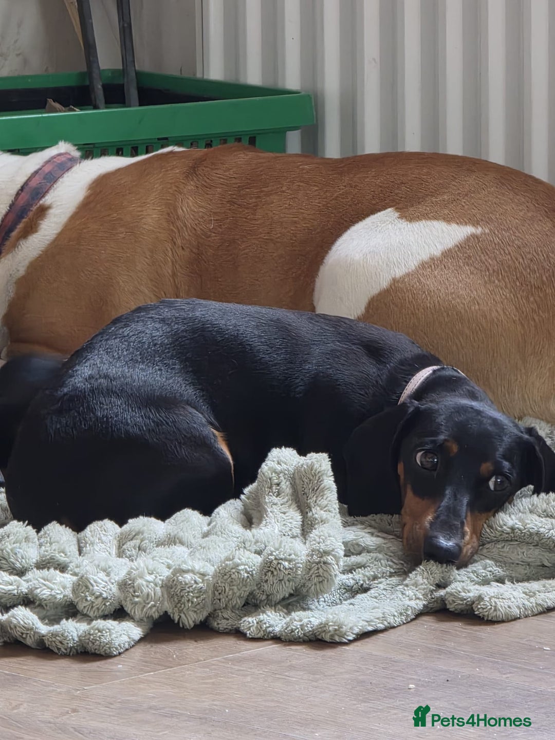 Miniature Dachshund dogs for sale: Mini dachshund boy and girl  - Image 7
