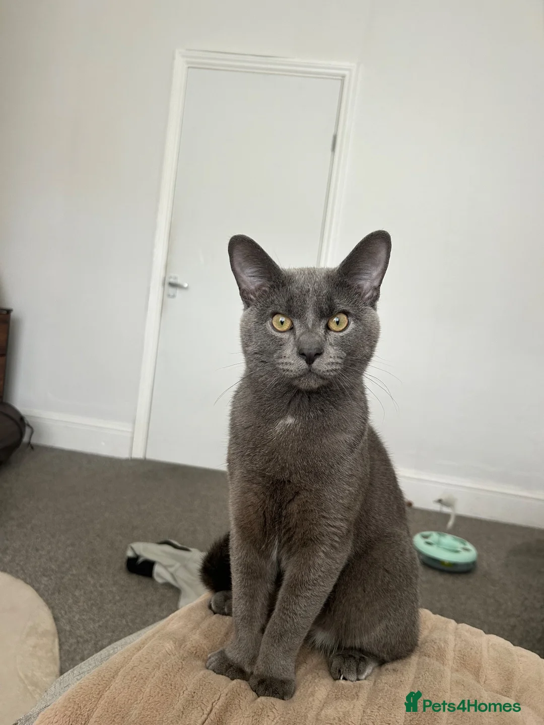 Russian Blue cats for sale: 8 month old beautiful blue russian kitten in Sheffield - Advert 1