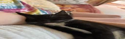 Mixed Breed cats for sale: Cuddly Tuxedo Kittens  - Advert 2
