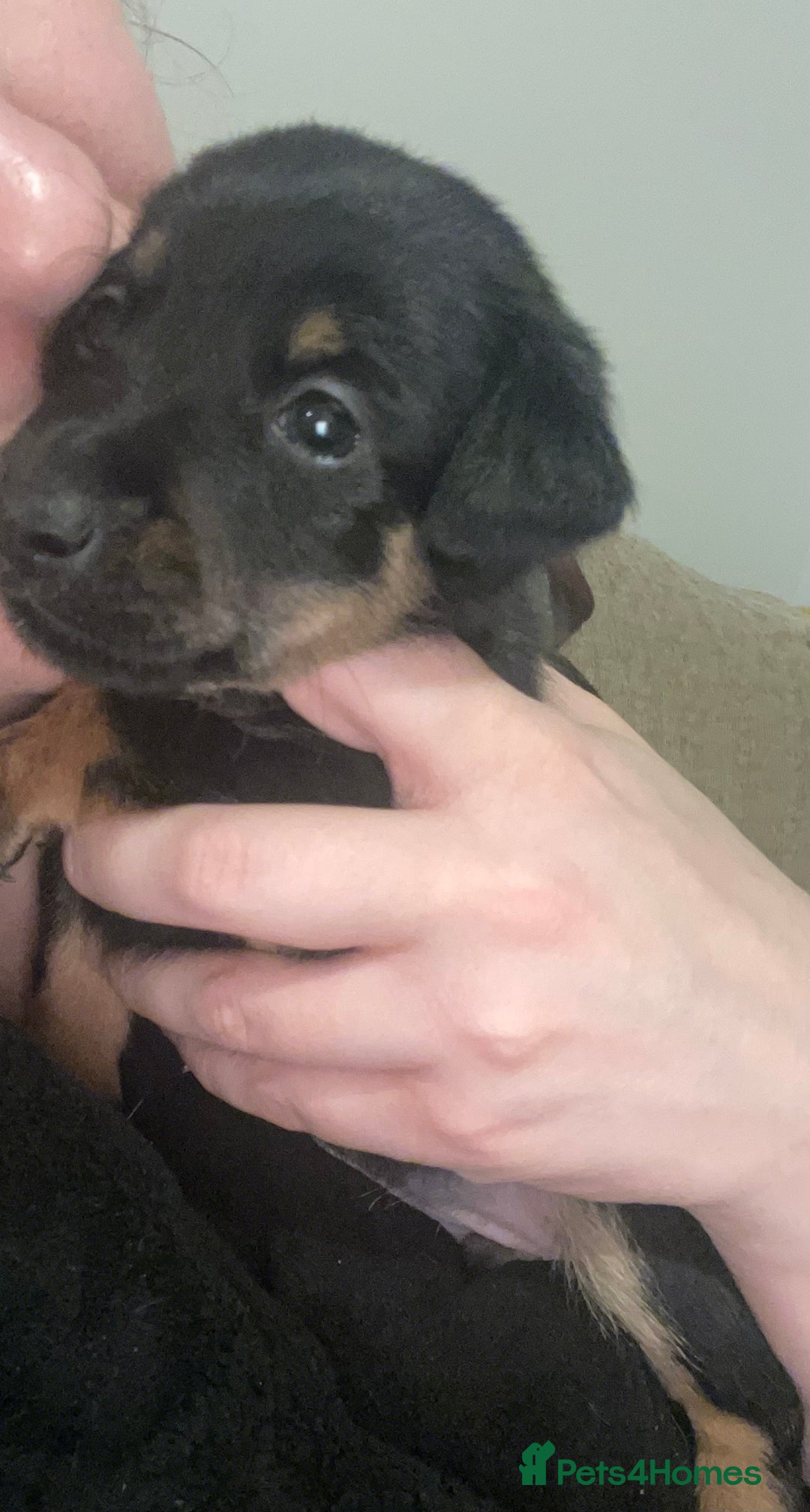 Jack Russell dogs for sale: Jack Russell Puppies - Advert 13