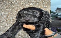 Cockapoo dogs for sale: Cockapoo puppies - Image 20