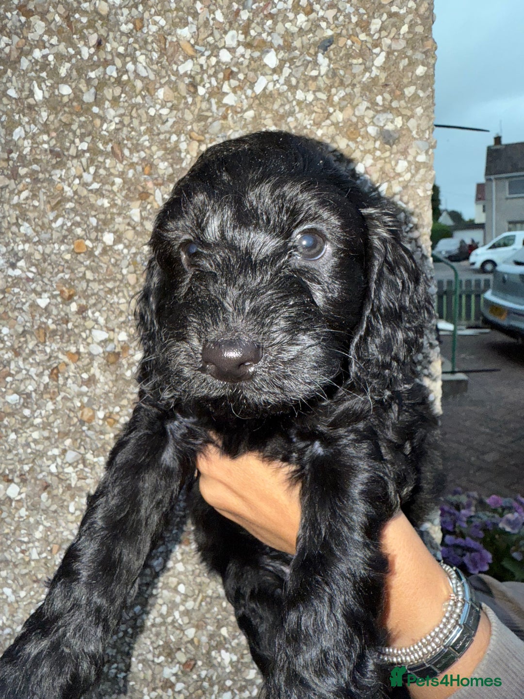 Cockapoo dogs for sale: Cockapoo puppies - Image 20