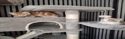 British Shorthair cats for sale: Beautiful kittens for sale! - Advert 2