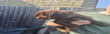 Cocker Spaniel Puppy 2