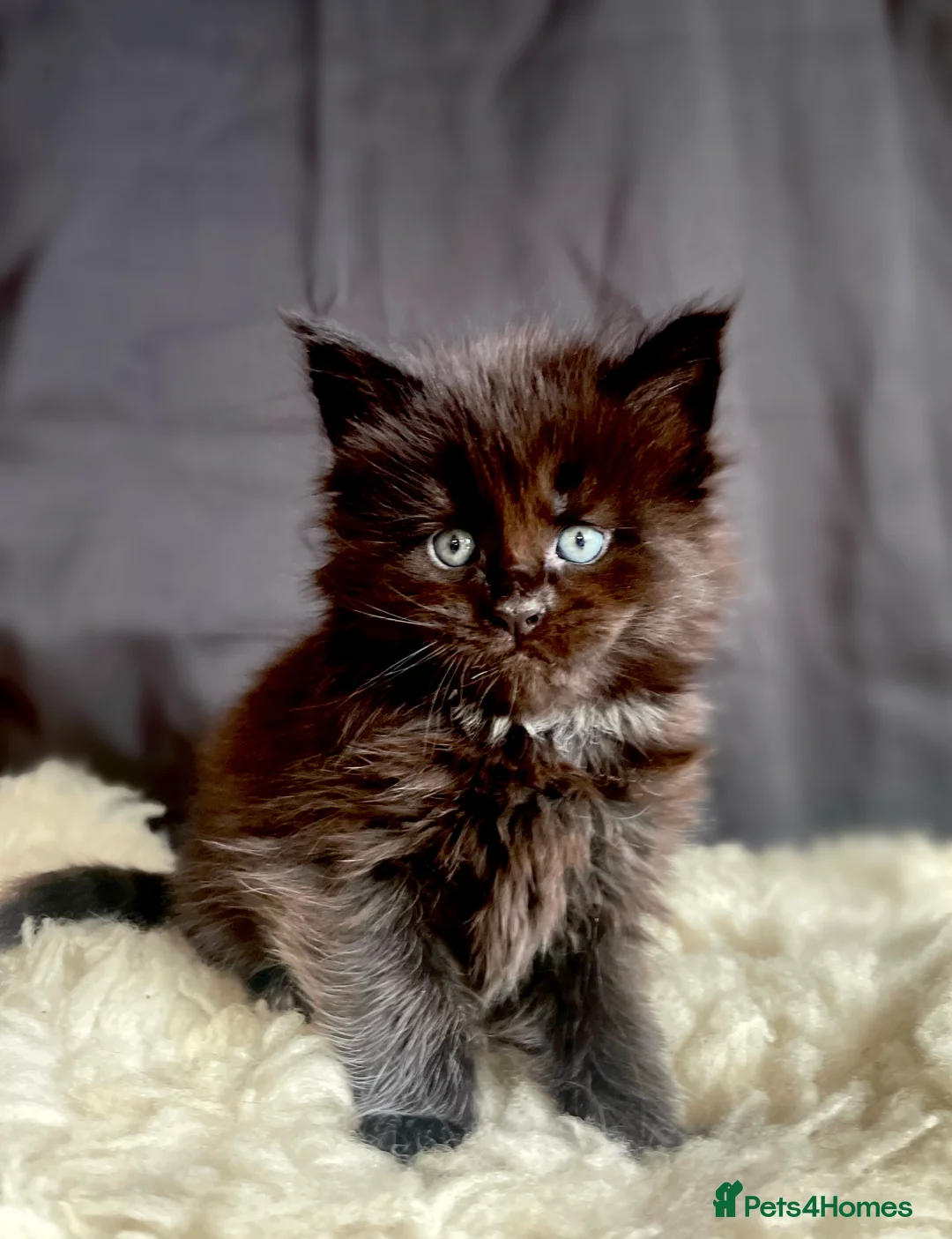 Maine Coon cats for stud: Blue Solid Maine Coon for Stud in London - Advert 14