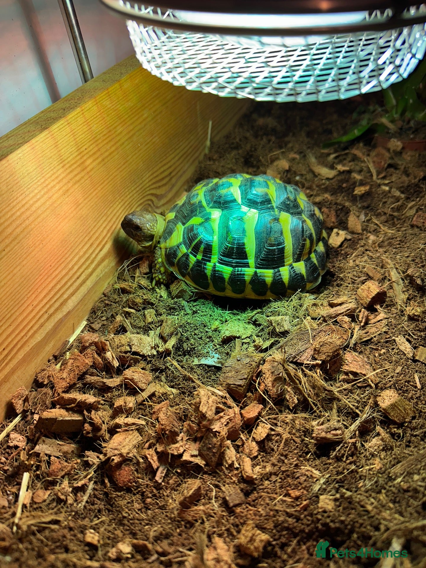 Hermann Tortoise reptiles Miniature Hermanns Tortoise - Advert 3