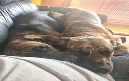 Cane Corso dogs for sale: Cane corso x - Image 4