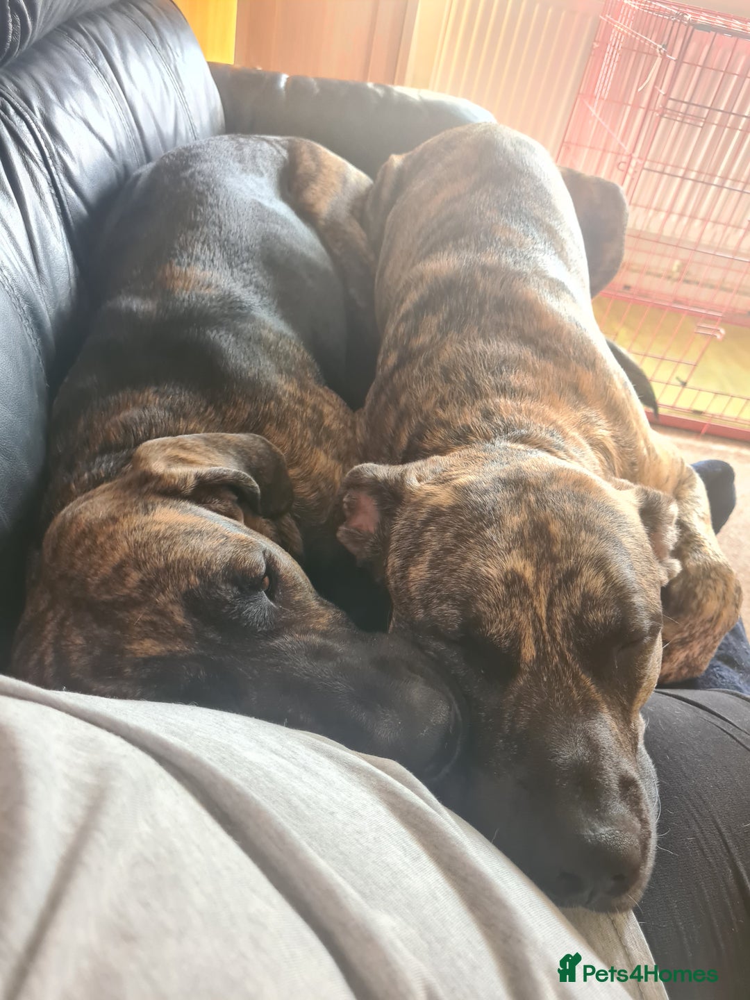 Cane Corso dogs for sale: Cane corso x - Image 4
