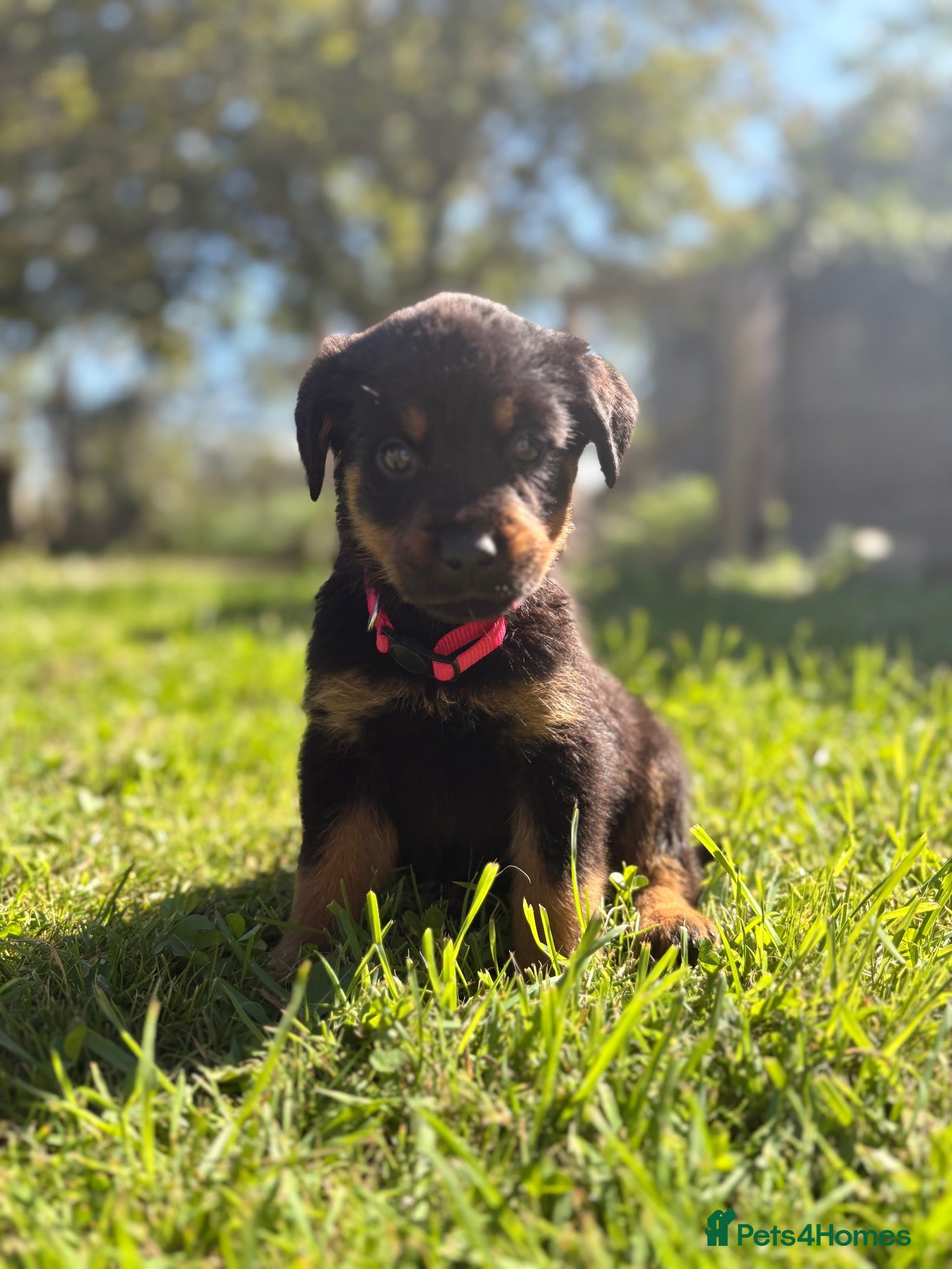 Rottweiler dogs LAST PUP  - Advert 14