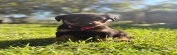 Rottweiler dogs for sale: Female left  - Advert 9