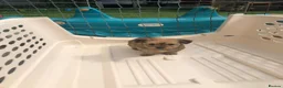 Jackapoo dogs for sale: 6 beautiful jackapoo pups - Advert 6