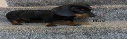 Miniature Dachshund dogs for sale: Miniature dachshund puppies  - Advert 7