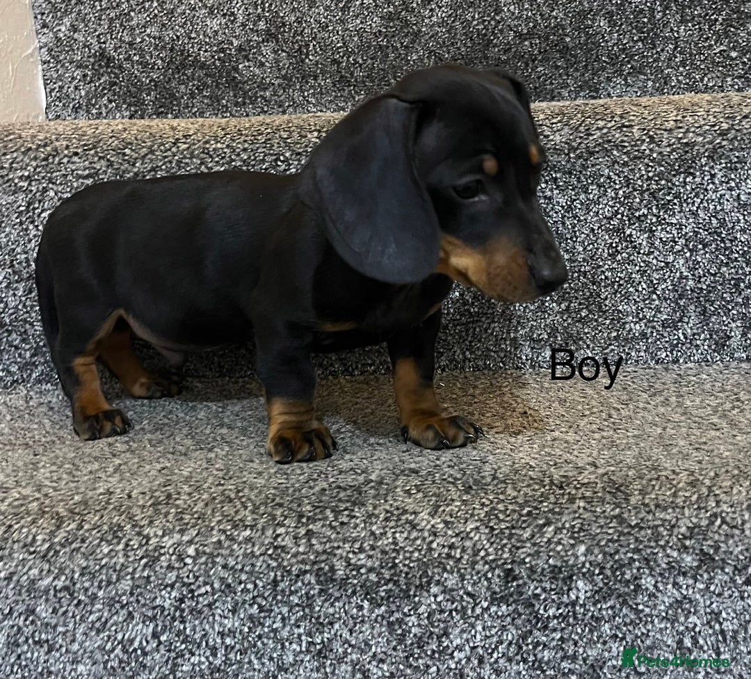 Miniature Dachshund dogs for sale: Miniature dachshund puppies  - Advert 7
