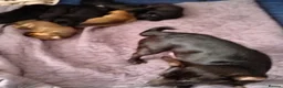 Chiweenie dogs for sale: 7 beautiful cheweenie pups - Advert 3