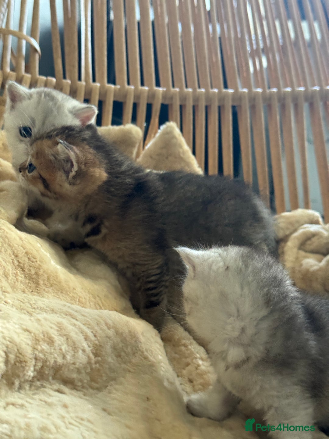 British Shorthair cats for sale: 2 Outstanding BSHLitter Chinchilla &Classic Lines) - Advert 28