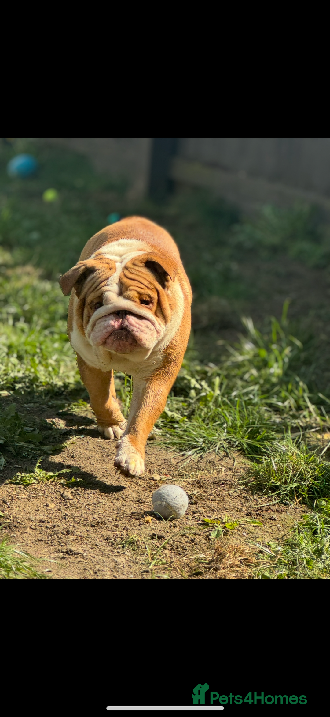 English Bulldog dogs for stud: Tony  - Image 1