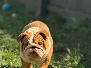 English Bulldog dogs - Advert 15