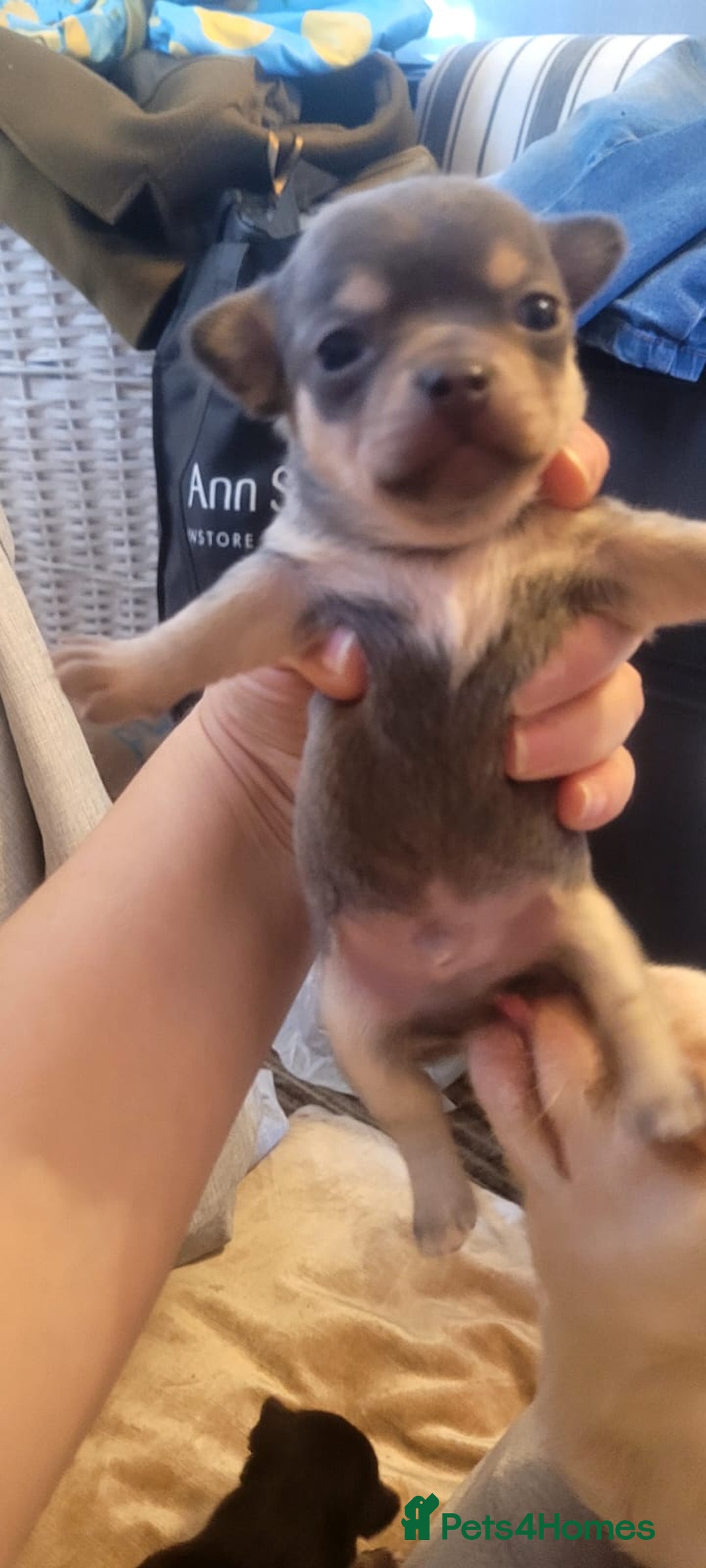 Chihuahua dogs for sale: Mini chihuahua  - Advert 5