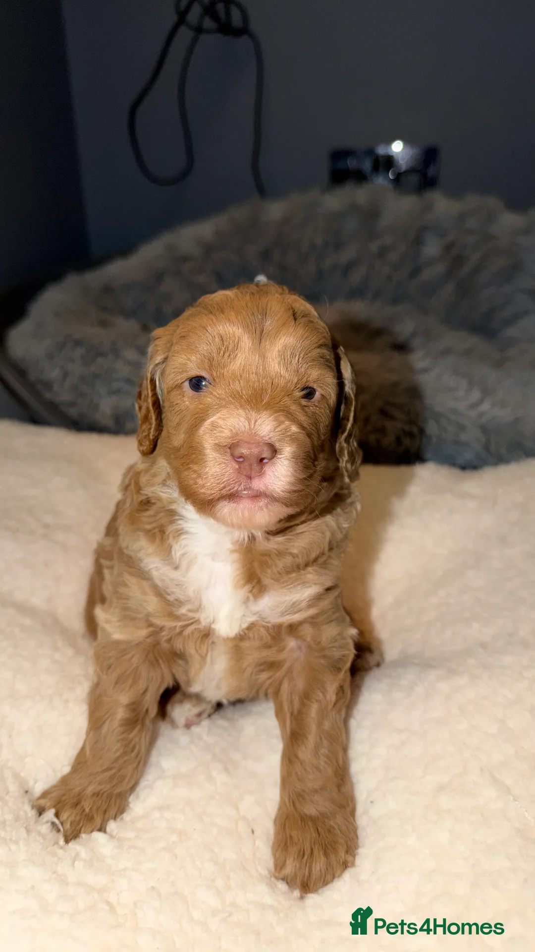 Cockapoo dogs for sale: COCKERPOO GIRLS F2B - Advert 7