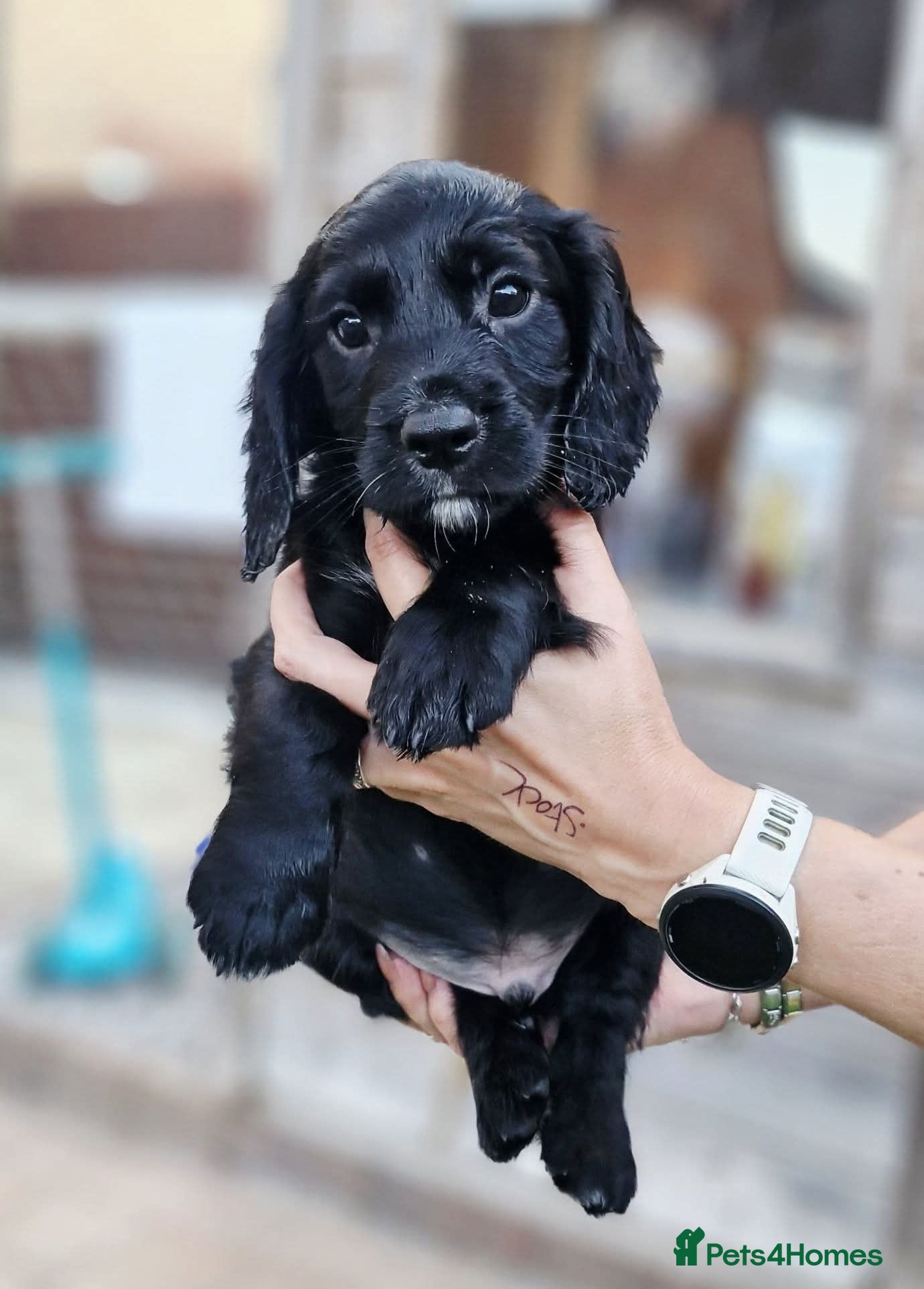 Cocker Spaniel dogs Working Cocker Spaniel Puppies - Advert 1