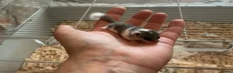 Mouse rodents for sale: Pied dormice ; grass striped mice  - Advert 1