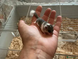 Mouse rodents for sale: Pied dormice ; grass striped mice - Advert 1
