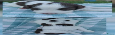 English Springer Spaniel 3