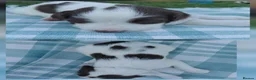English Springer Spaniel dogs for sale: English springer spaniel pups - Advert 14